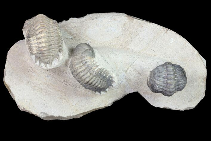 Crotalocephalina & Reedops Trilobites - (Special Price) #75775